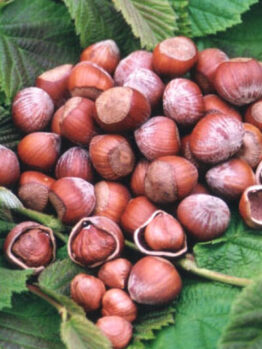 Corylus 'Wanliss Pride' Hazelnut 3ft (Bare Rooted) on a green leaf.
