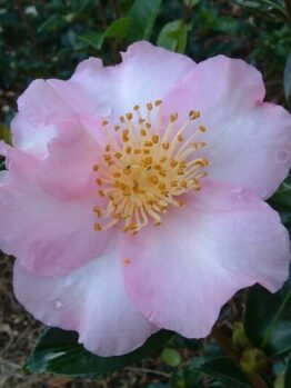 A pink Camellia sasanqua 'Edna Butler' 10" Pot with a yellow center.