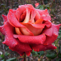 Rose 'Ian Thorpe' Bush Form