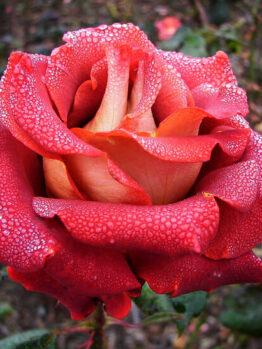 Rose 'Ian Thorpe'