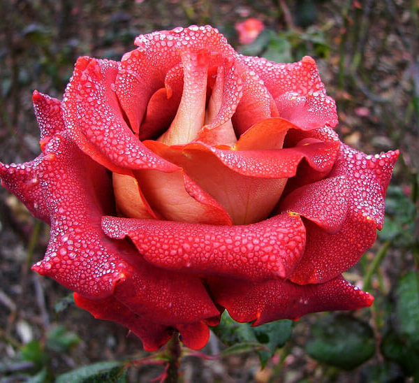 Rose 'Ian Thorpe'
