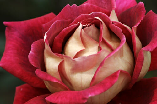 Rose 'Kronenbourg' - Image 2