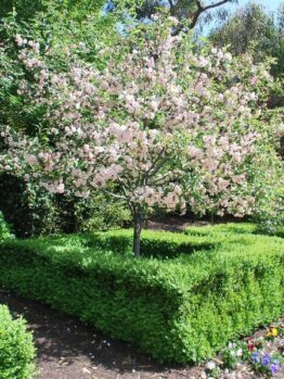 In a garden, a small Malus ioensis 'Flowering Crab Apple' Standard stands gracefully at 1.8 meters, with pink blossoms surrounded by neatly trimmed hedges.