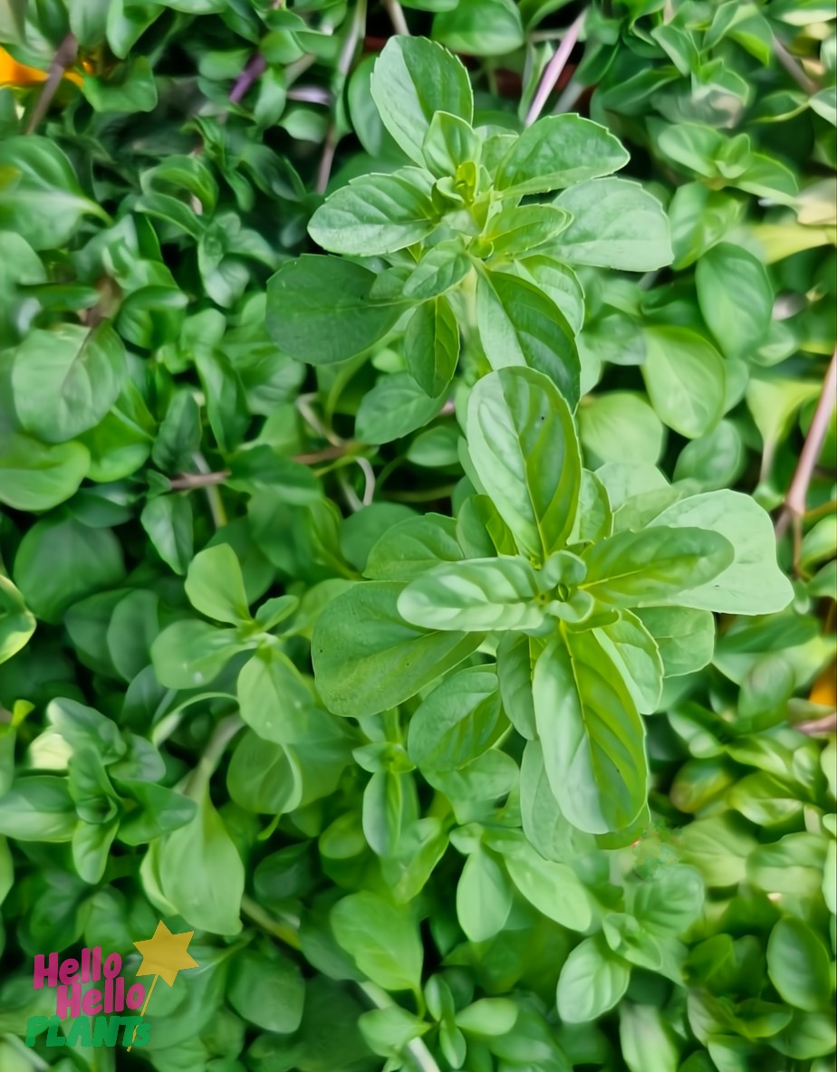 Mint 'Pennyroyal' 4" Pot - Image 4