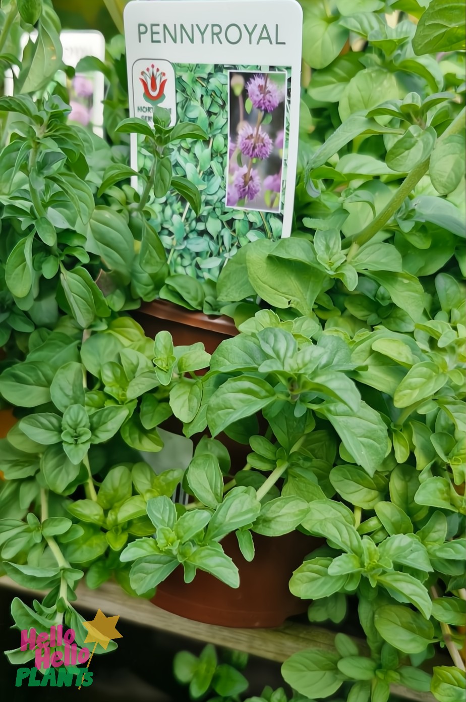 Mint 'Pennyroyal' 4" Pot - Image 5