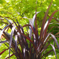 Flax "Dark Delight"