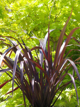 Flax "Dark Delight"