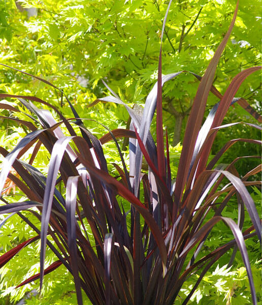 Flax "Dark Delight"