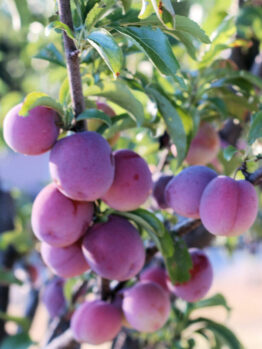 Prunus 'Santa Rosa' Plum 3ft (Bare-Root) on a tree.