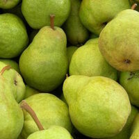 A pile of Pyrus 'William Bon' Pear 3ft (Bare Root) pears.