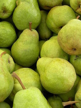 A pile of Pyrus 'William Bon' Pear 3ft (Bare Root) pears.