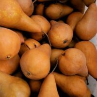 Pyrus 'Beurre Bosc' Pear
