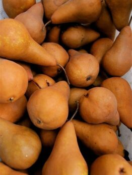 Pyrus 'Beurre Bosc' Pear