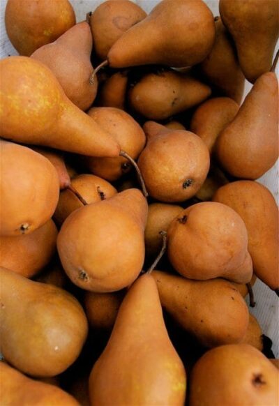 Pyrus 'Beurre Bosc' Pear 20" Pot