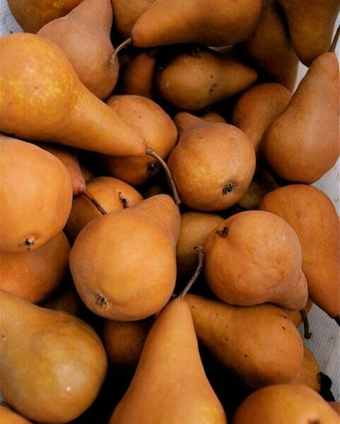 Pyrus 'Beurre Bosc' Pear