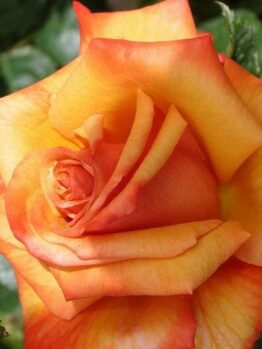 Rose ‘Remember Me’