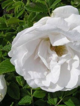 Rose 'Rugosa Alba' Bush Form