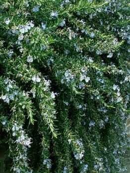 A Rosmarinus 'Prostrate' Rosemary with green, needle-like leaves and small, light blue flowers gracefully sprawls along a brick wall.