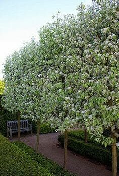 Pyrus nivalis 'Snow Pear'