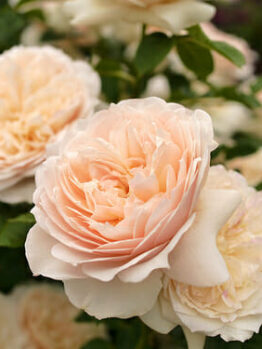 Rose 'Troilus' (David Austin) 2ft Standard