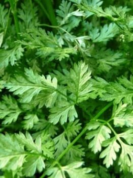Chervil Herb 4" Pot