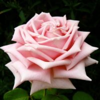 Rose 'The Childrens'