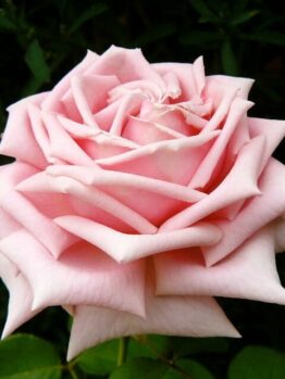 Rose 'The Childrens' Bush Form