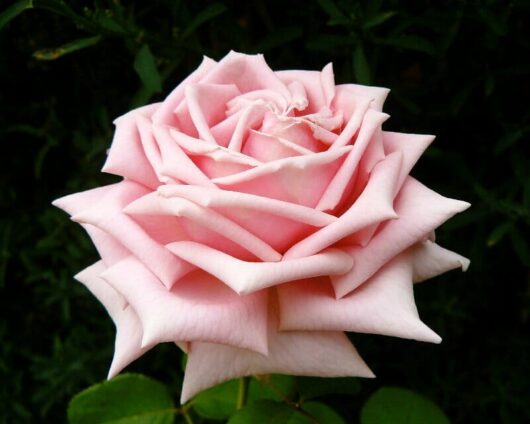 Rose 'The Childrens'