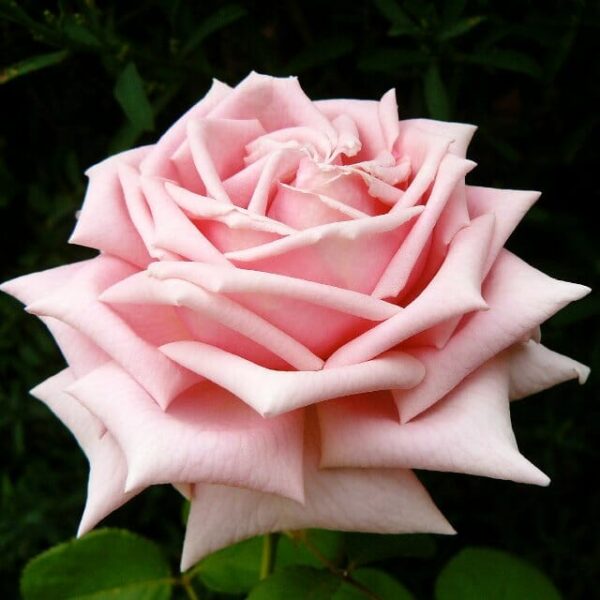 Rose 'The Childrens'