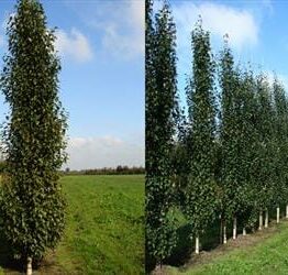 Two images depict Betula 'Upright Silver Birch' trees grown in a perfect 16" pot, planted in rows on grassy fields under a blue sky. Their slender forms contribute to the serene landscape, each standing majestically and reaching for the heavens.