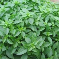 Basil 'Greek' 4" Pot
