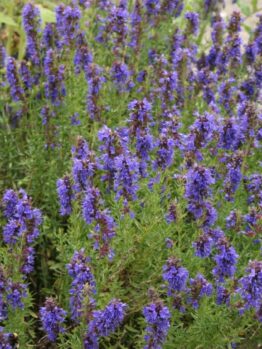 A Hyssop 4" Pot with purple flowers in a garden.