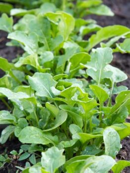 Rocket 'Salad' 4" Pot