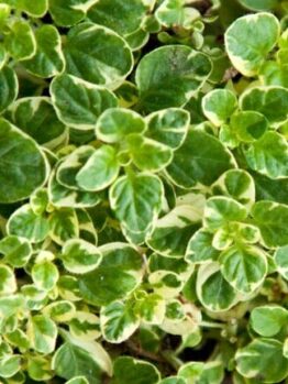 Oregano 'Variegated' 4" Pot