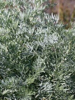 Artemisia 'Silver' Wormwood