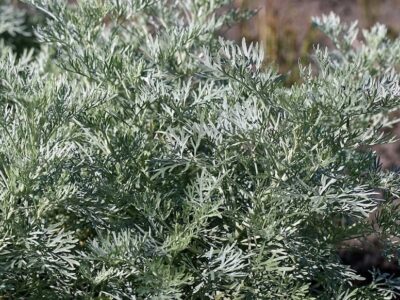Artemisia 'Silver' Wormwood 6" Pot