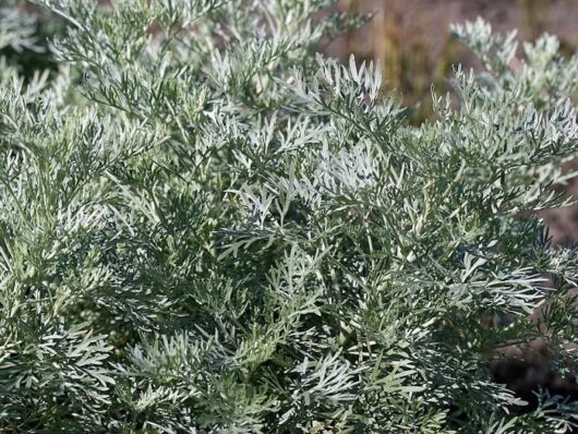 Artemisia 'Silver' Wormwood 6" Pot