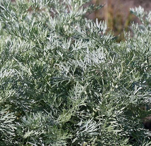 Artemisia 'Silver' Wormwood 4" Pot