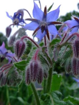 Borage Herb 4" Pot