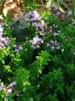 A Oregano 'Common' 4" Pot with purple flowers growing in the ground.
