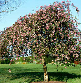 Weeping Crab Apple @ Hello Hello Plants