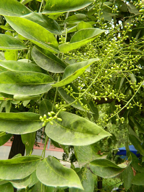 Sophora 'Weeping Japanese Pagoda Tree' 16" Pot - Image 2