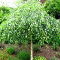Grafted Weeping Trees