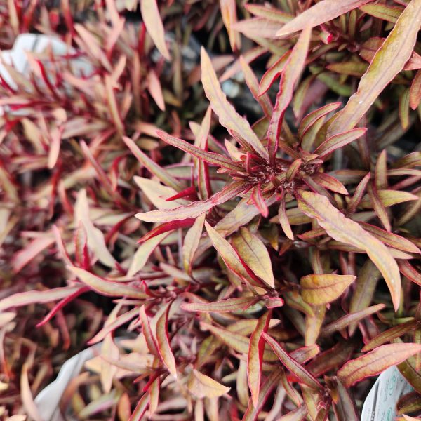 Close-up of the dense, narrow red and green leaves of a Jasminum 'Common White Jasmine' 6" Pot, forming a textured, colorful pattern.