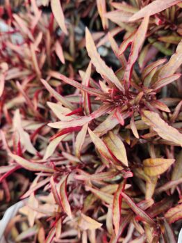 Close-up of the dense, narrow red and green leaves of a Jasminum 'Common White Jasmine' 6" Pot, forming a textured, colorful pattern.