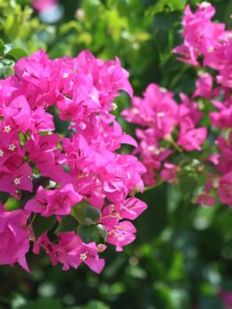 pink bougainvillea flowers, all set against a lush backdrop of vibrant green leaves.