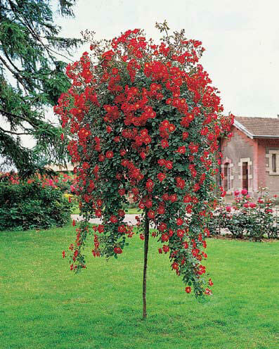 A Rose 'Fire Meidiland' 6ft Weeper tree in front of a house.