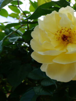 Rose 'Golden Touch'