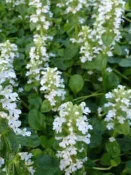 Close-up of lush greenery with clusters of delicate white flowers from the Jasminum 'Common White Jasmine' in a 6" pot.