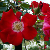 Rose 'Fire Meidiland' 6ft Weeper